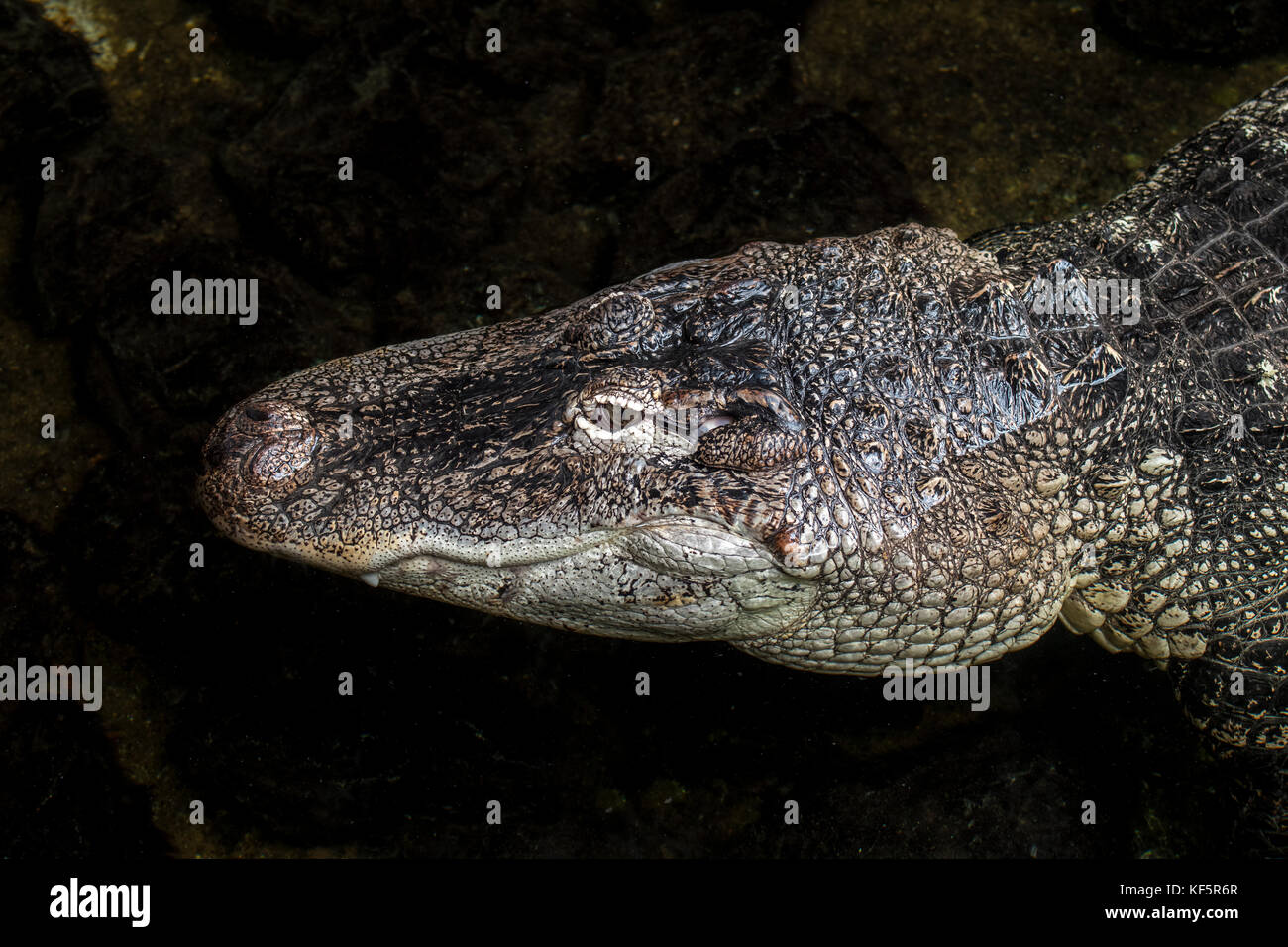 Il coccodrillo americano / gator / comune (alligator alligator mississippiensis) fino in prossimità della testa Foto Stock