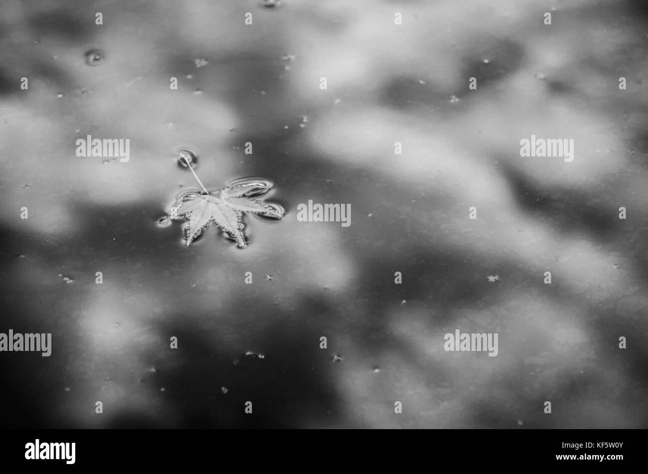 Cielo nuvoloso in riflessione ancora stagno superficie di acqua con singola Foglia di acero monocromatico Foto Stock