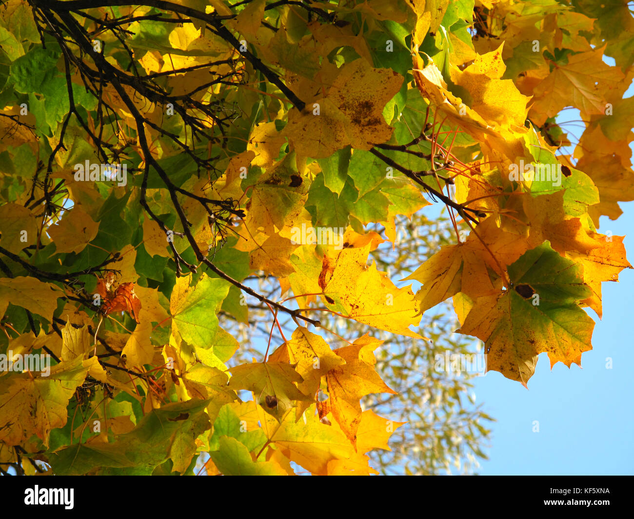 Colorato Foglie di autunno in verde e giallo. LA SLOVACCHIA Foto Stock