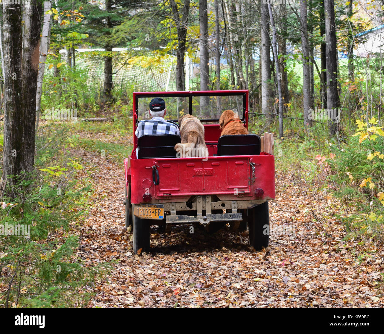 1946 vintage rosso jeep willys la guida su una strada boschi nella foresta di adirondack con due cani sul sedile anteriore. Foto Stock