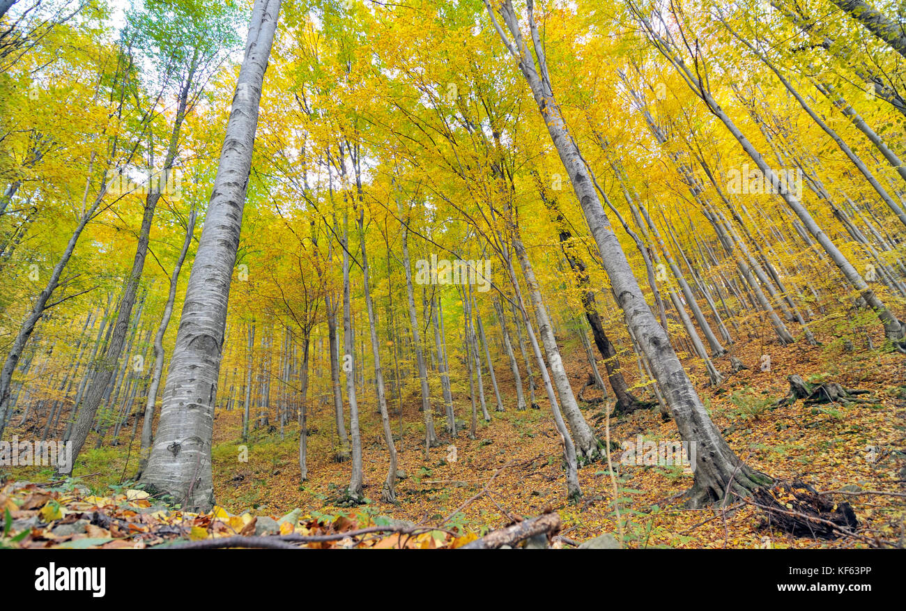 Giallo autunno gli alberi nelle foreste Foto Stock