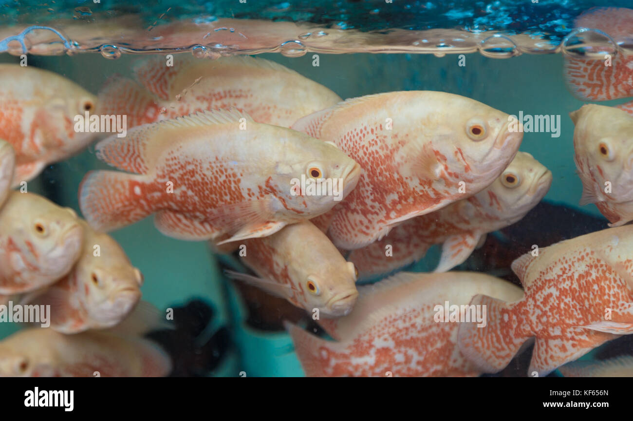 I pesci in un acquario di macro. Foto Stock