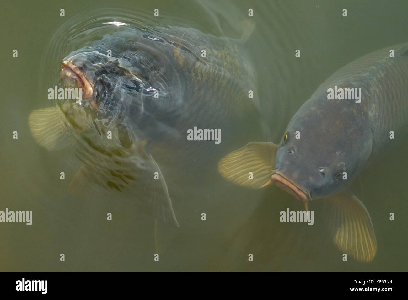 Con imboccatura a rosa pesce proveniente da superficie irrigata verde sullo stagno di acqua increspata Foto Stock