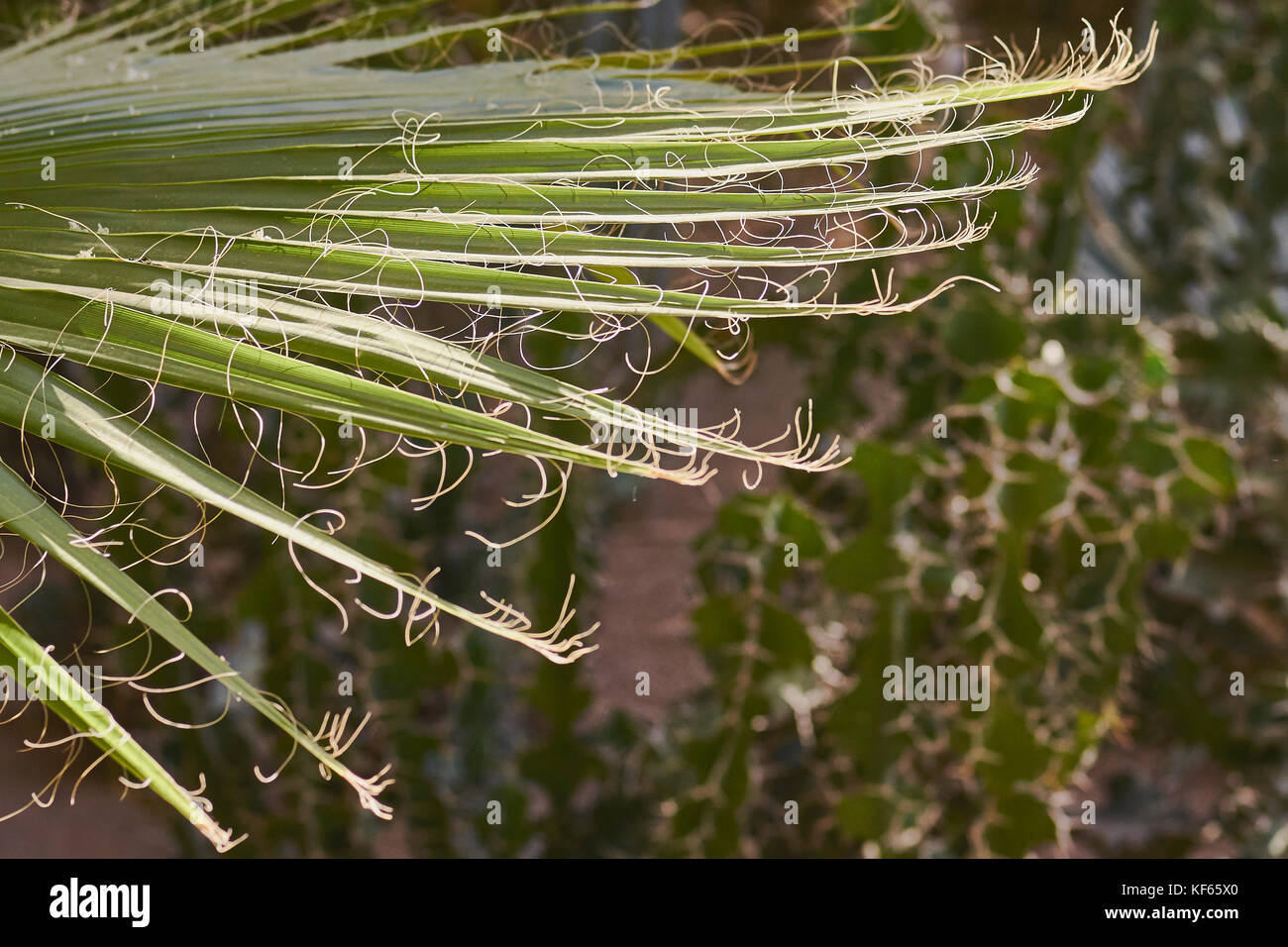 Giardino del deserto con focus sul primo piano, succulenti foglie con dettaglio nel tardo pomeriggio la luce. Foto Stock