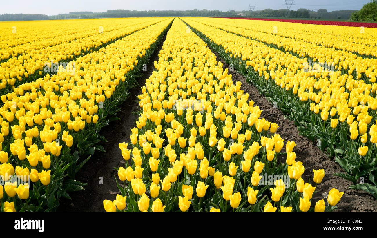 Campi di fiori vicino a Lisse & Amsterdam, Paesi Bassi Foto Stock