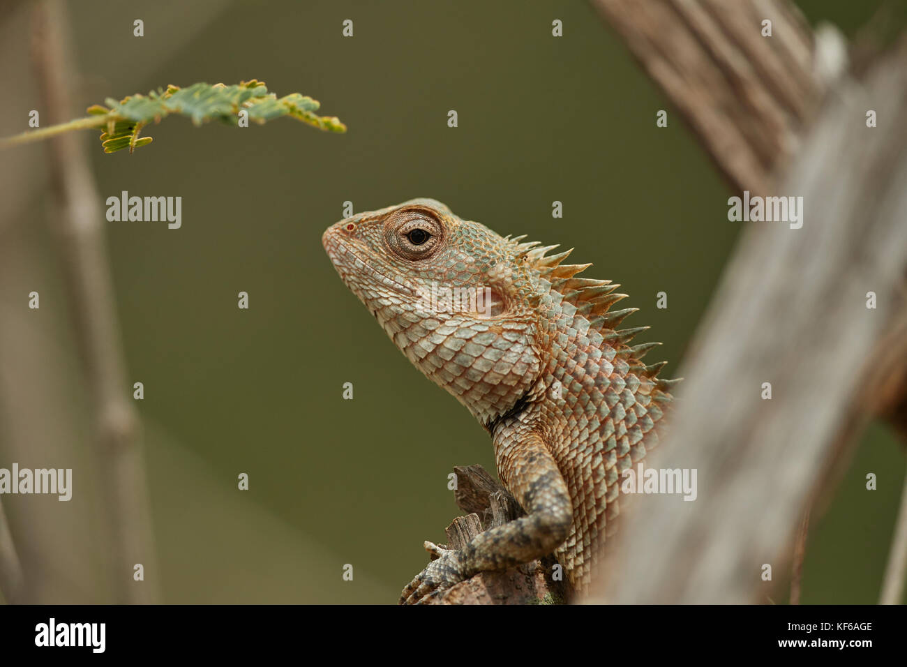 Foresta di piccole lucertole in habitat naturali Foto Stock