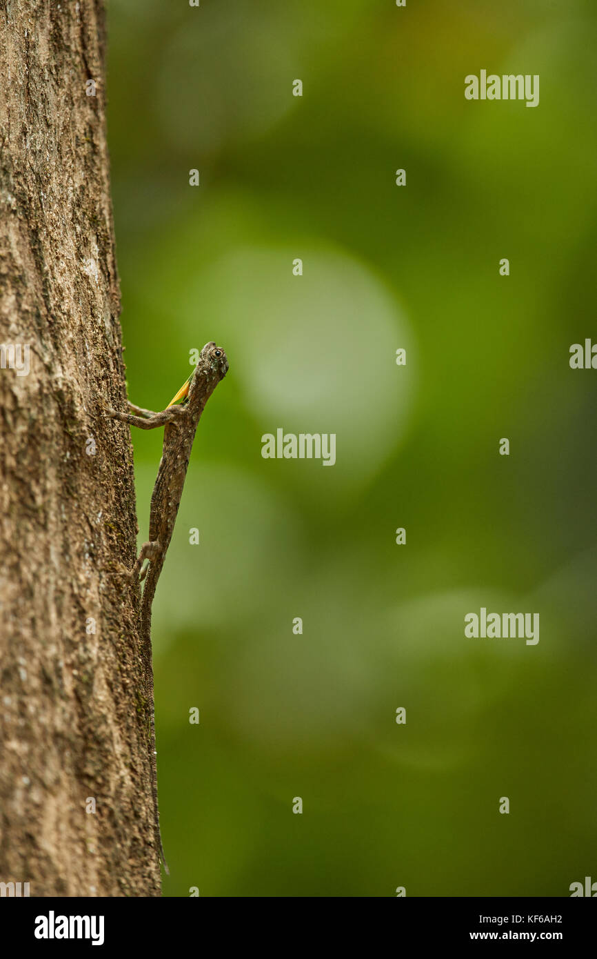 Foresta di piccole lucertole in habitat naturali Foto Stock