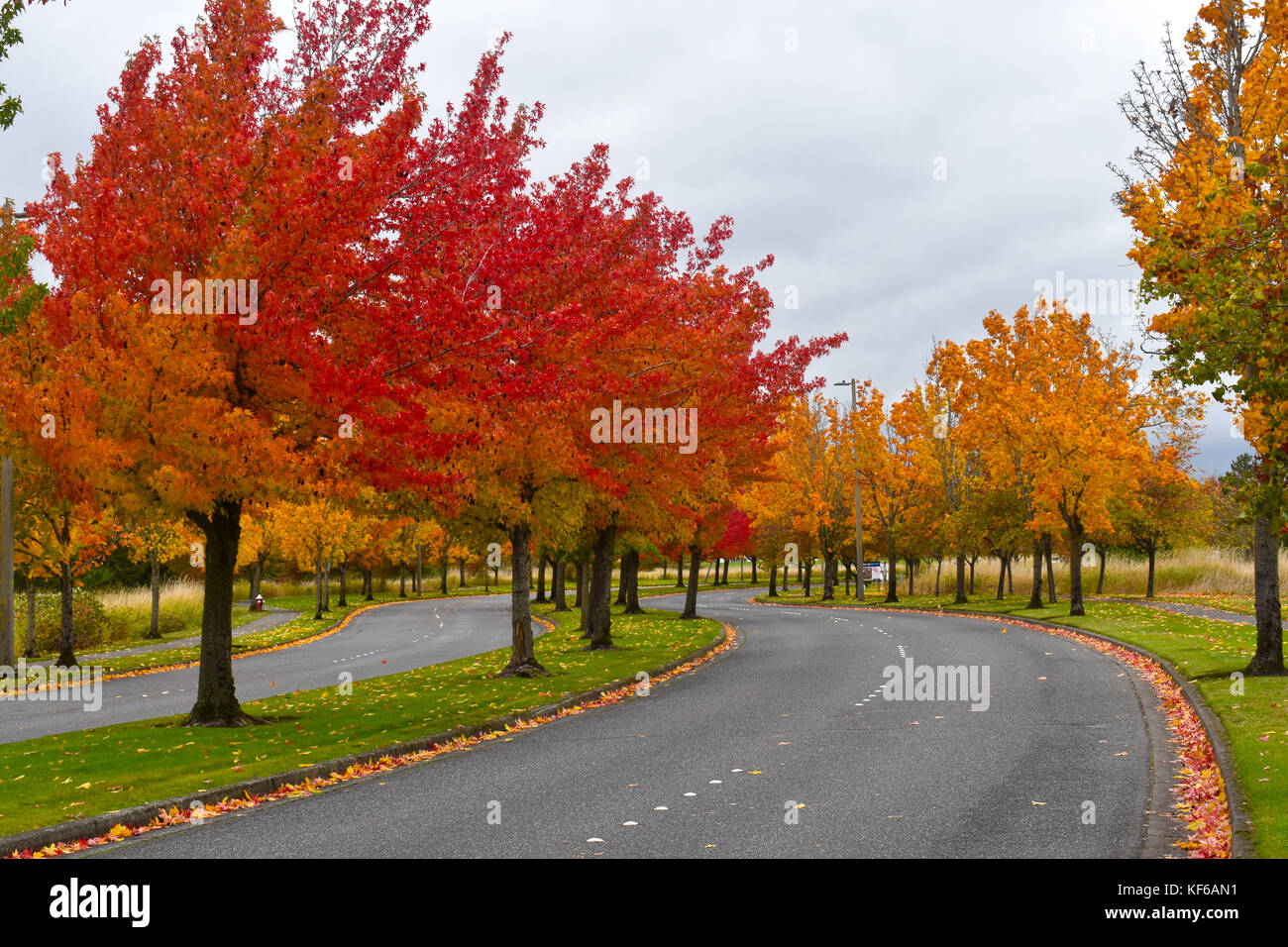 In autunno la linea degli alberi su entrambi i lati delle strade di Bellingham, Washington nel nord-ovest del pacifico. Concetto della sicurezza di guida. Foto Stock