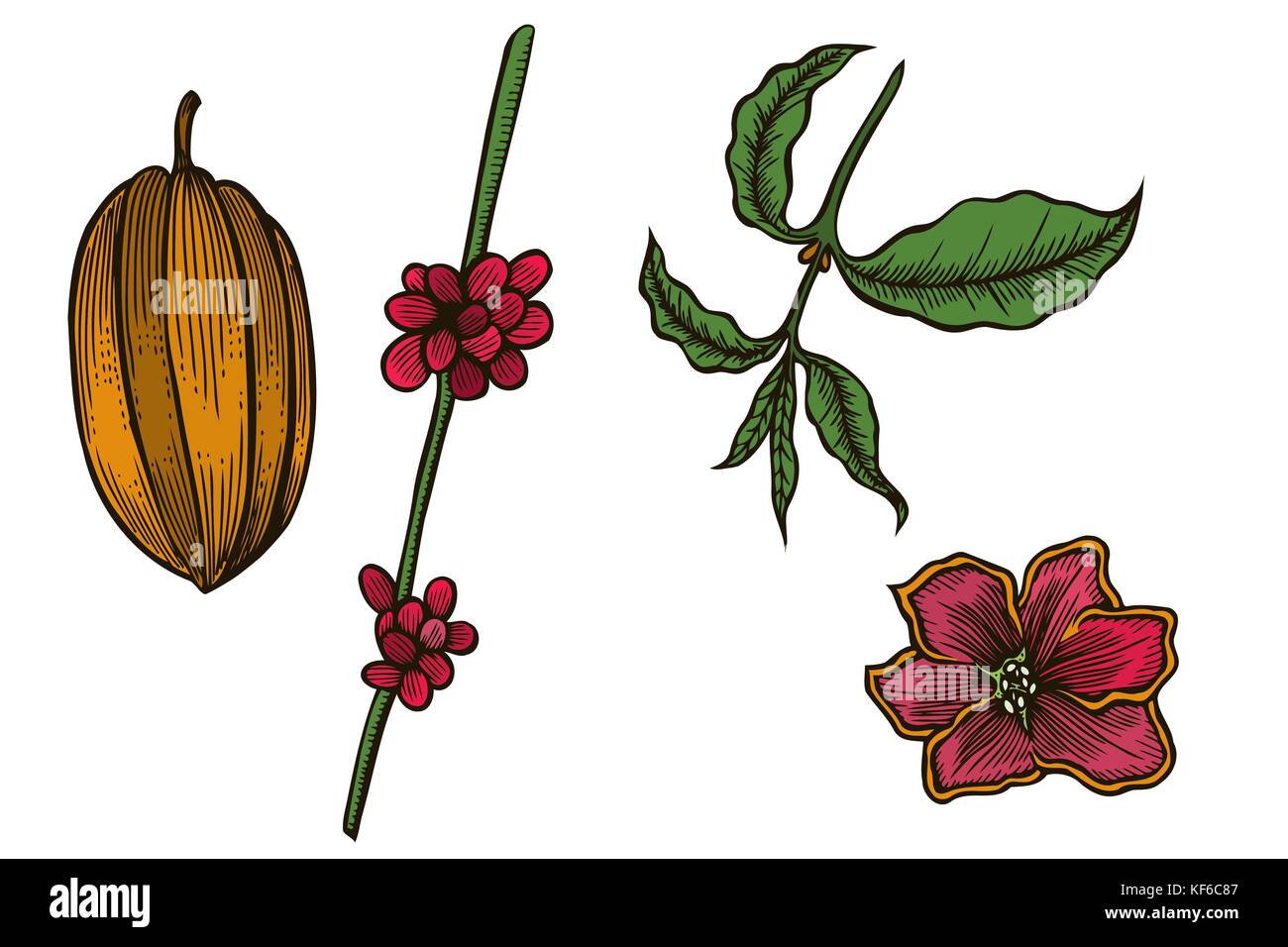 Il caffè e il cacao in grani pianta ramo con foglia, Berry, chicco di caffè. Illustrazione Vettoriale