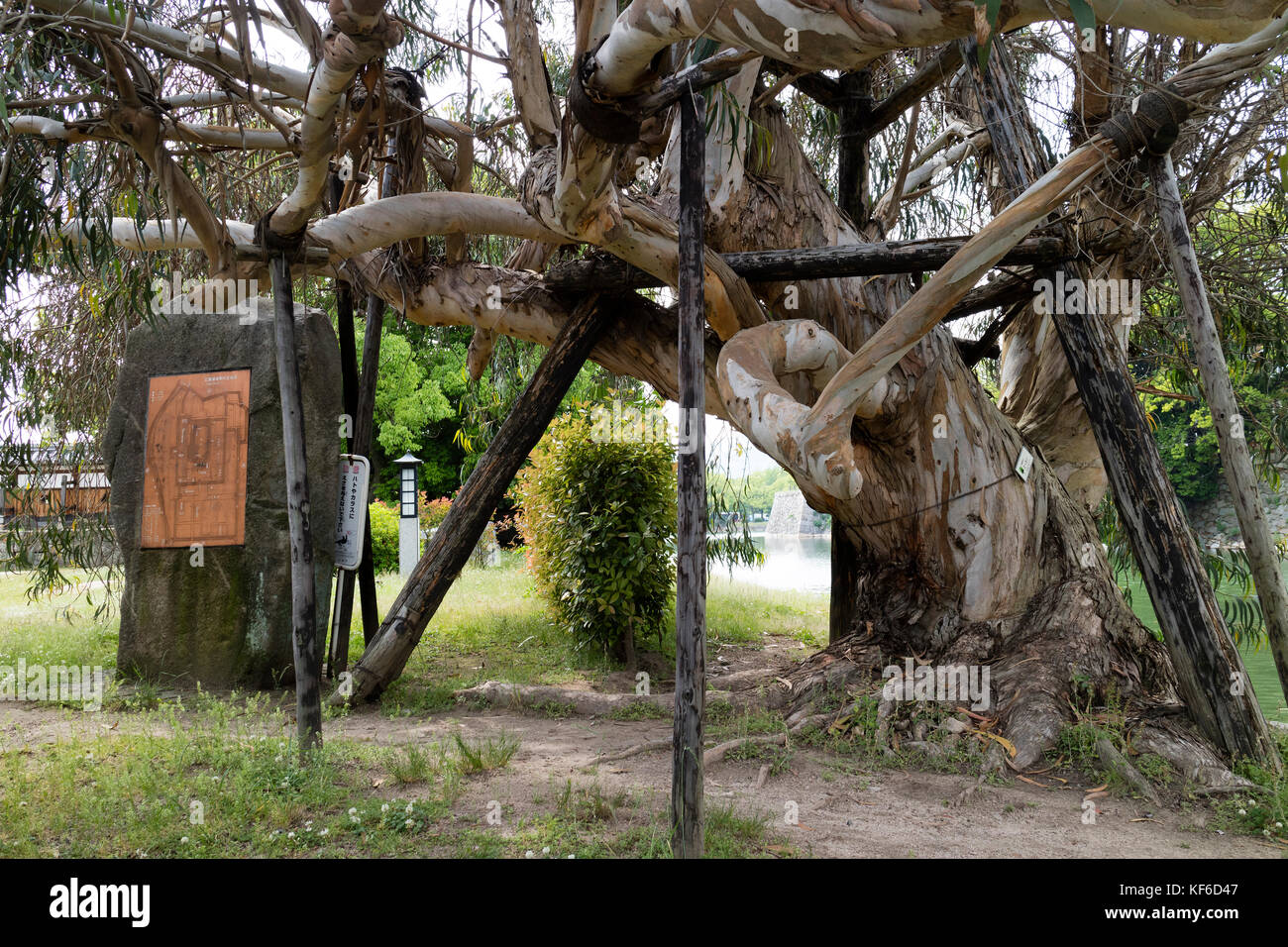 Hiroshima, Giappone - 25 Maggio 2017 : deformato eucalipto presso il castello di Hiroshima che è sopravvissuto a bom in 1945 Foto Stock