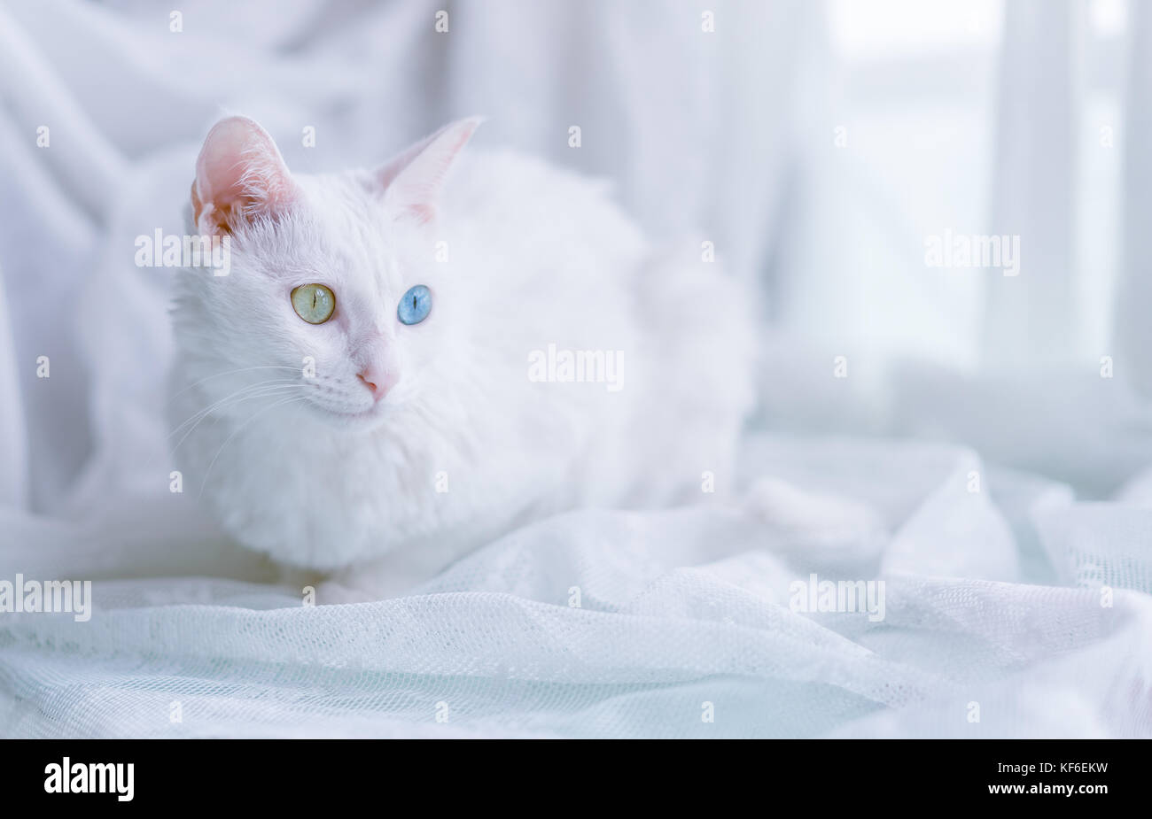 Gatto con il diverso colore degli occhi Foto Stock