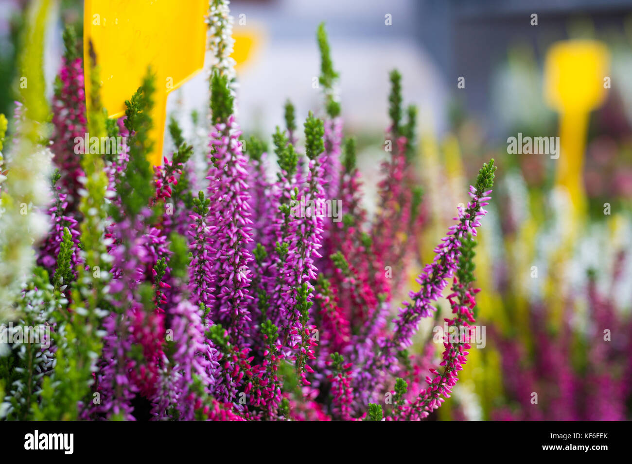Fiori in fioraio Foto Stock