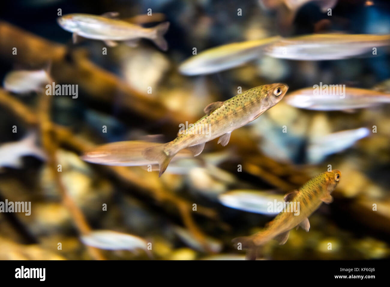 Stati Uniti d'America, Alaska seward, una scuola di coho fry baby salmone all'interno dell'Alaska Sealife Centre Foto Stock