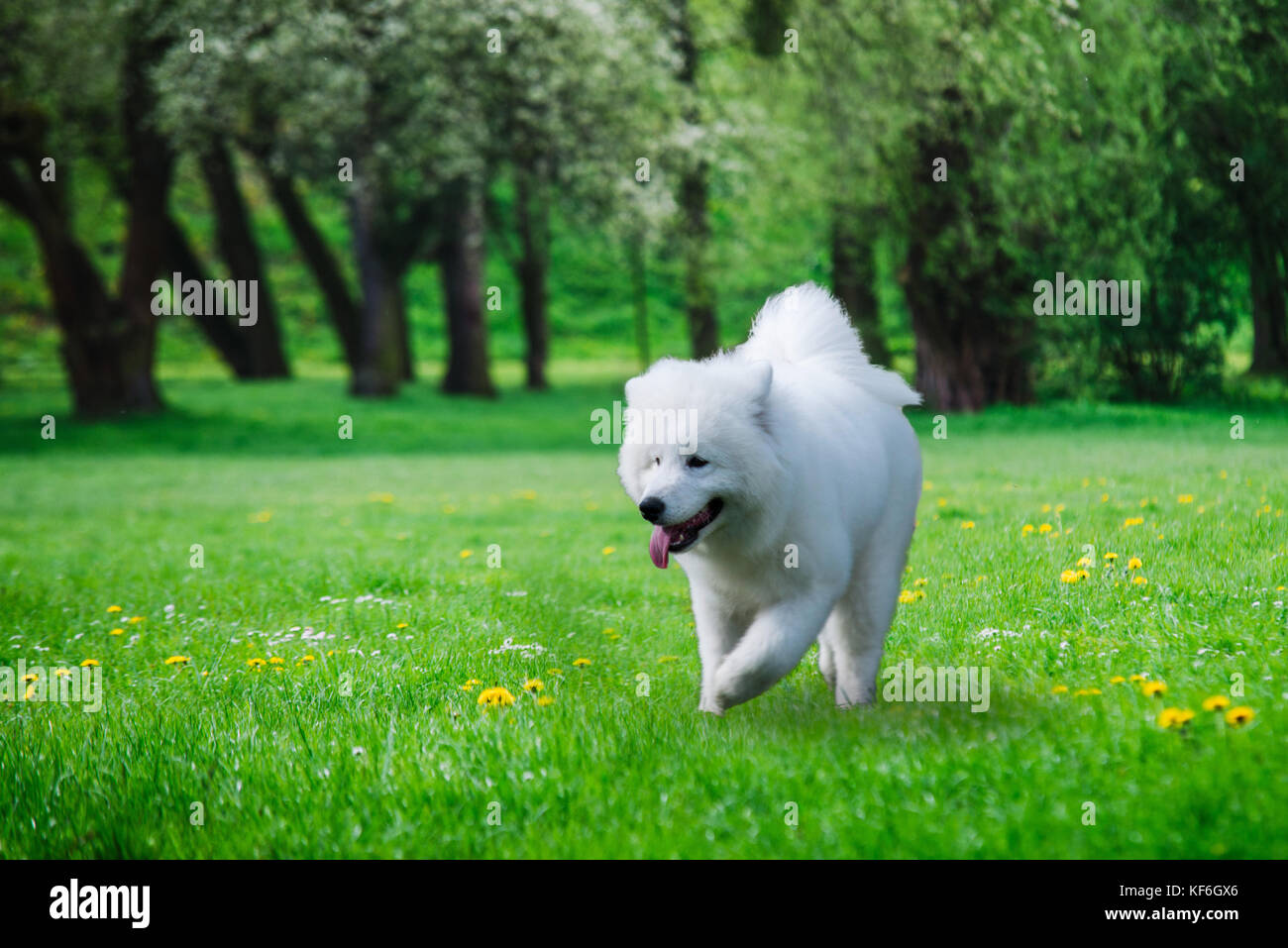 Vicino sul samoiedo cane in esecuzione sull'erba Foto Stock