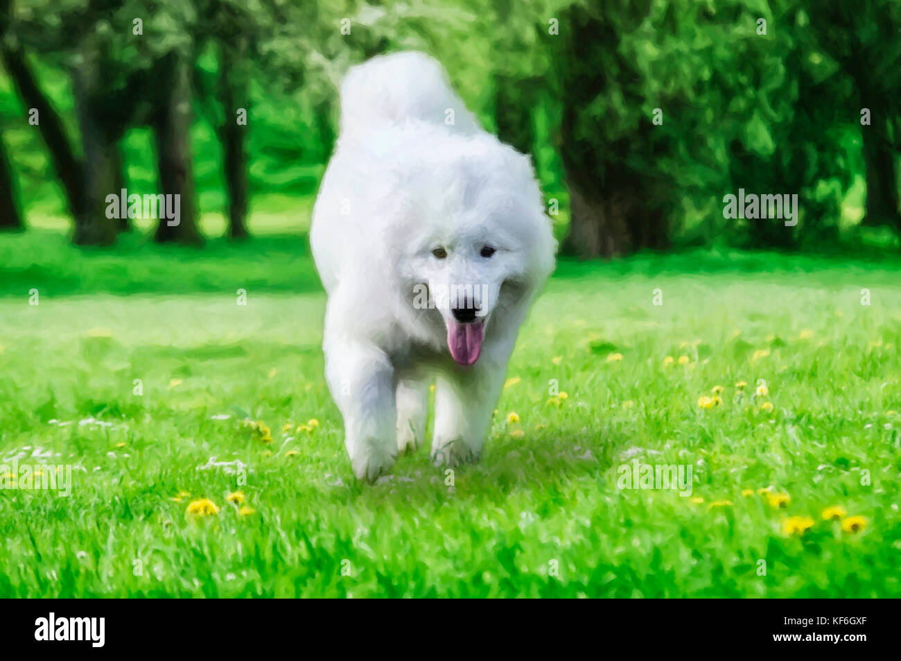 Vicino sul samoiedo cane in esecuzione sull'erba, disegno Foto Stock