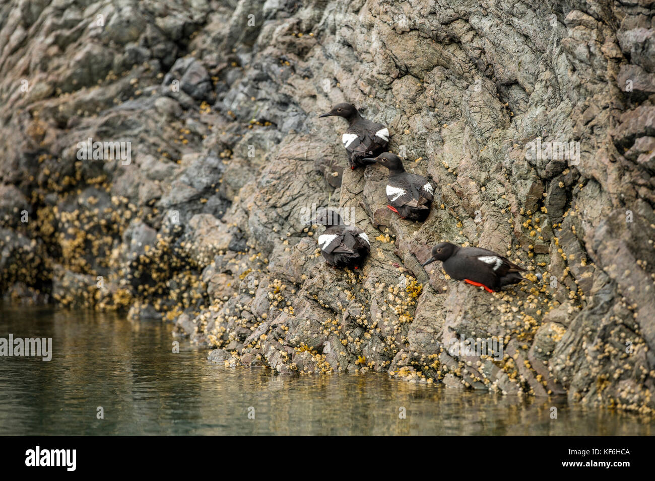 Stati Uniti d'America, Alaska, Omero, Cina poot baia Kachemak Bay, uccelli avvistati nelle acque in prossimità di Kachemak Bay wilderness lodge Foto Stock