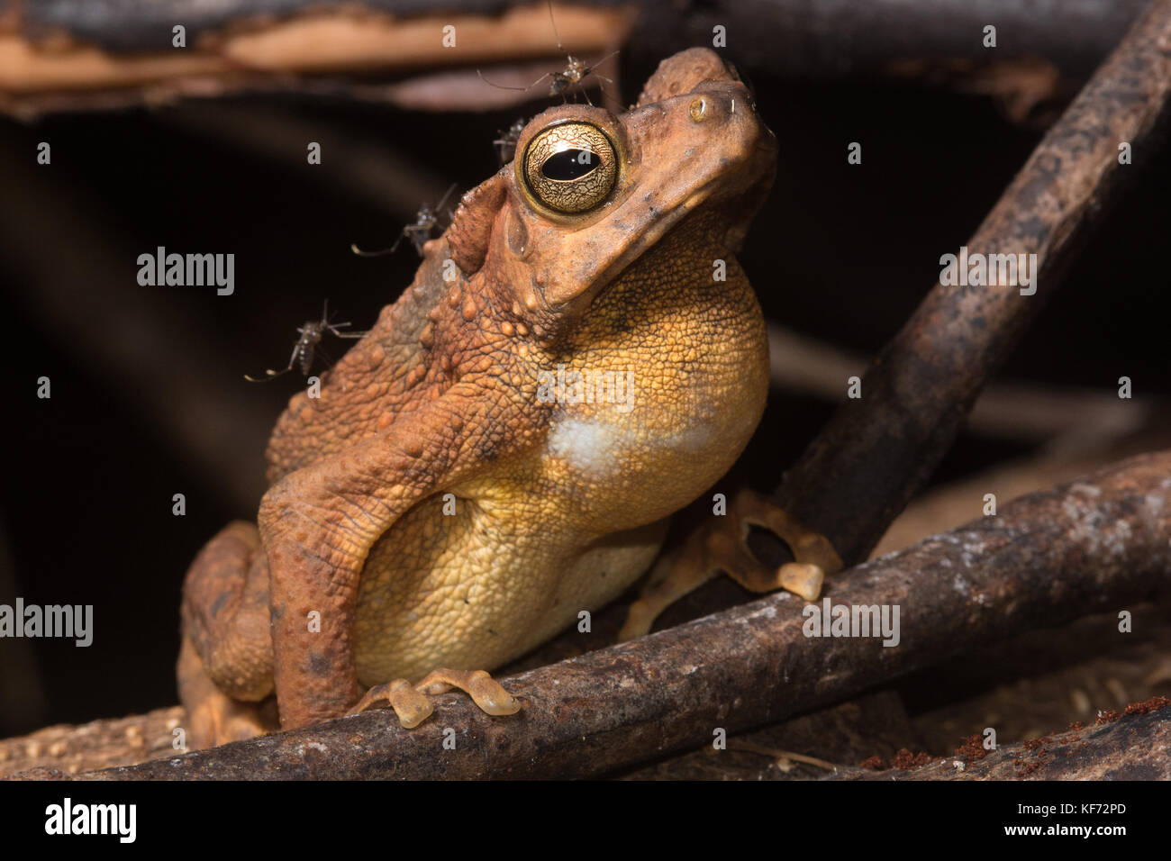 Giallo maculato rospi di arrampicata (Pedostibes [Rentapia] hosii) chiamando la notte al fine di attirare le femmine. Foto Stock