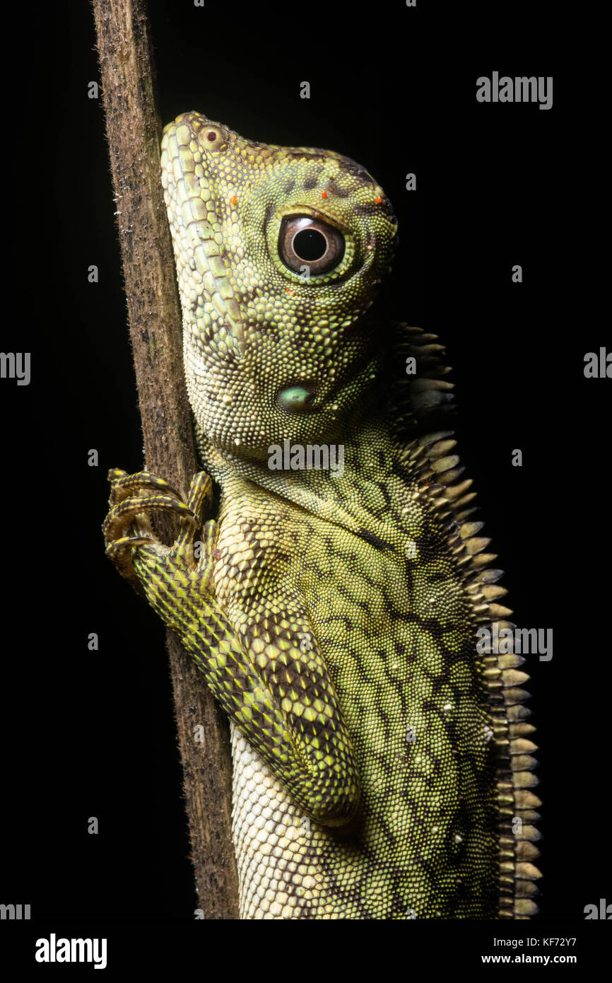 Un angolo di borneo intitolata lizard endmic una specie che si trova solo in Borneo. Foto Stock