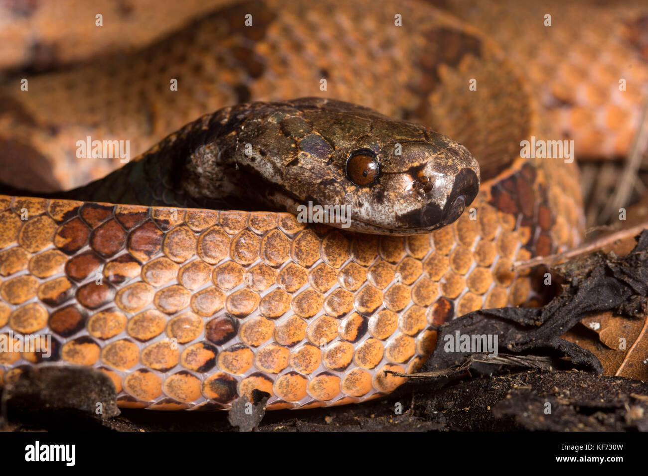 Precedentemente conosciuto come il serpente malese di lumaca (Athenodipsas malaccanus) in 2020 questo è stato diviso in una nuova specie (Athenodipsas borneensis) da Borneo. Foto Stock