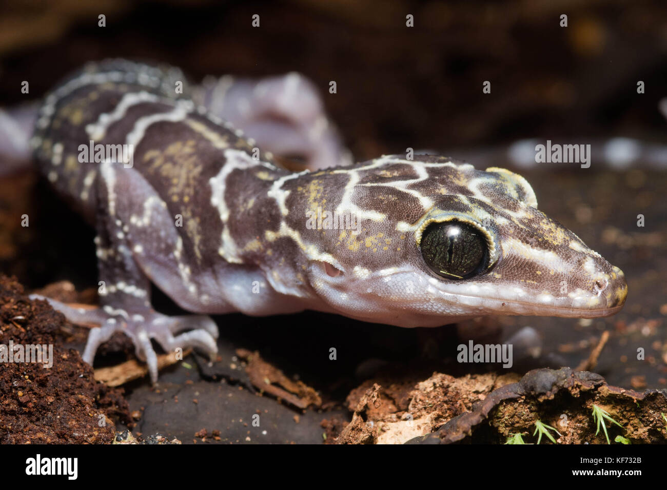 Un peter piegato toed gecko (Cyrtodactylus consobrinus) dal Borneo. Foto Stock