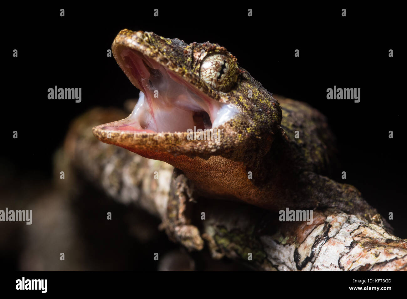 Un arrabbiato Mount Kinabalu battenti gecko (Ptychozoon rhacophorus) una specie di trovata solo su un paio di cime nel Borneo malaysiano. Foto Stock