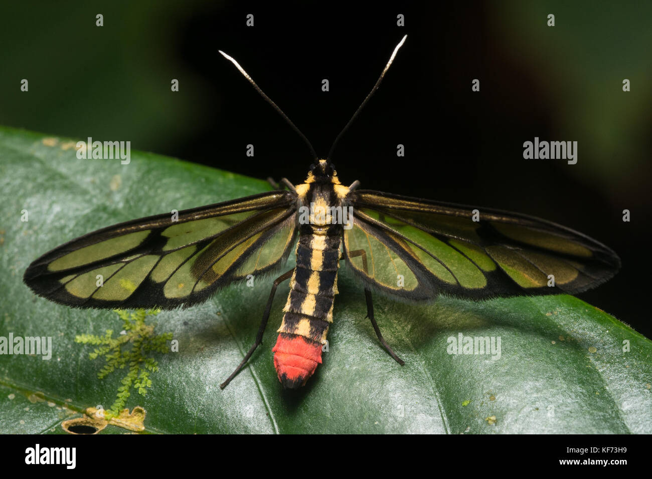 Una falena clearwing in Malaysia, imita le vespe e le api al fine di scoraggiare i predatori. Foto Stock