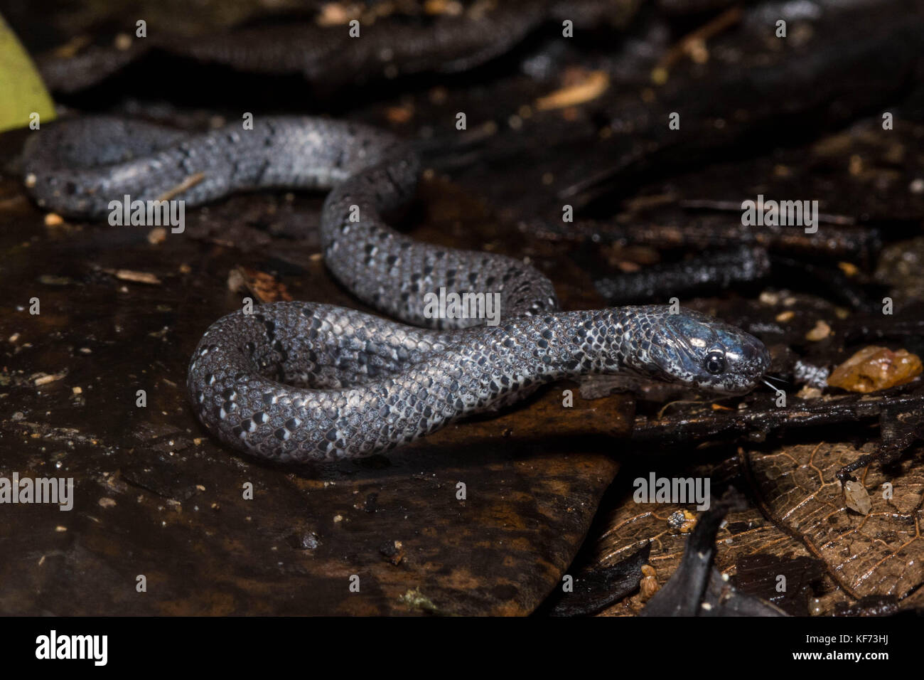 Un bianco macchiato slug snake da Hong Kong schlittert sopra il suolo della foresta. Foto Stock