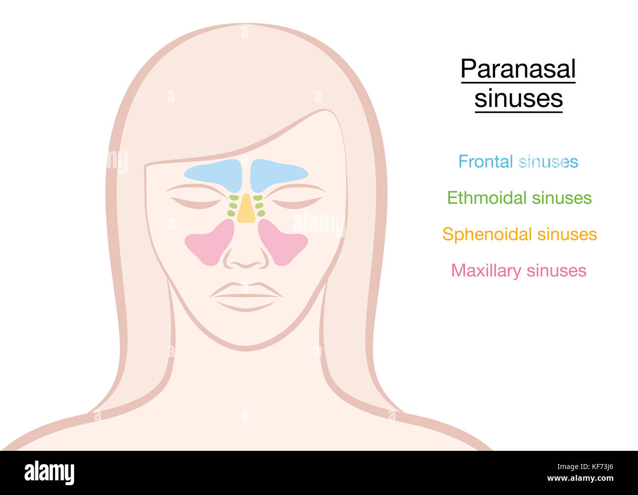 Paranasal seni su un volto di donna in diversi colori - frontali, ethmoidal, sphenoidal e seni mascellari. illustrazione su sfondo bianco. Foto Stock