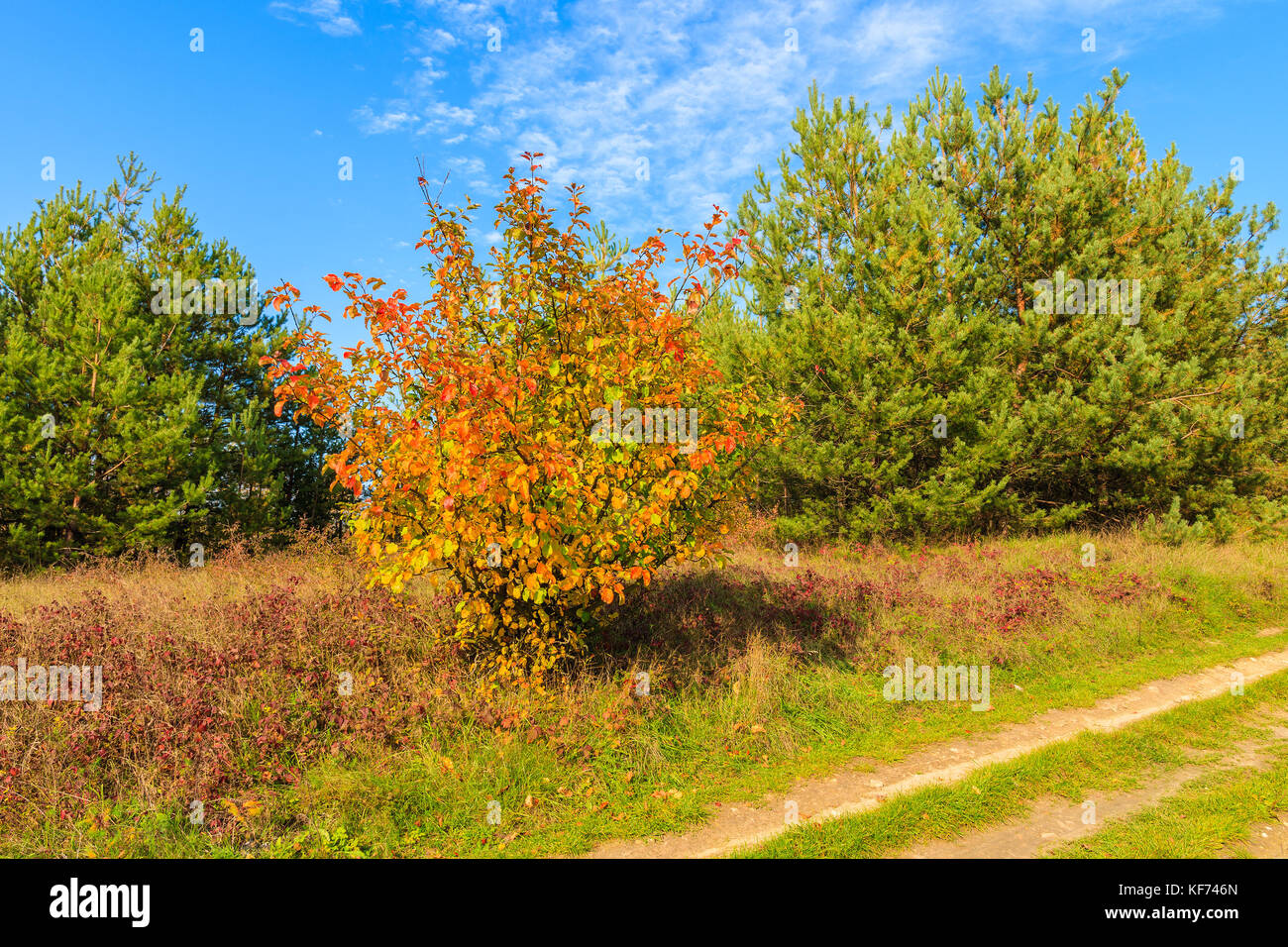 Foglie colorate sul piccolo albero vicino lago Chancza nella stagione autunnale, Polonia Foto Stock