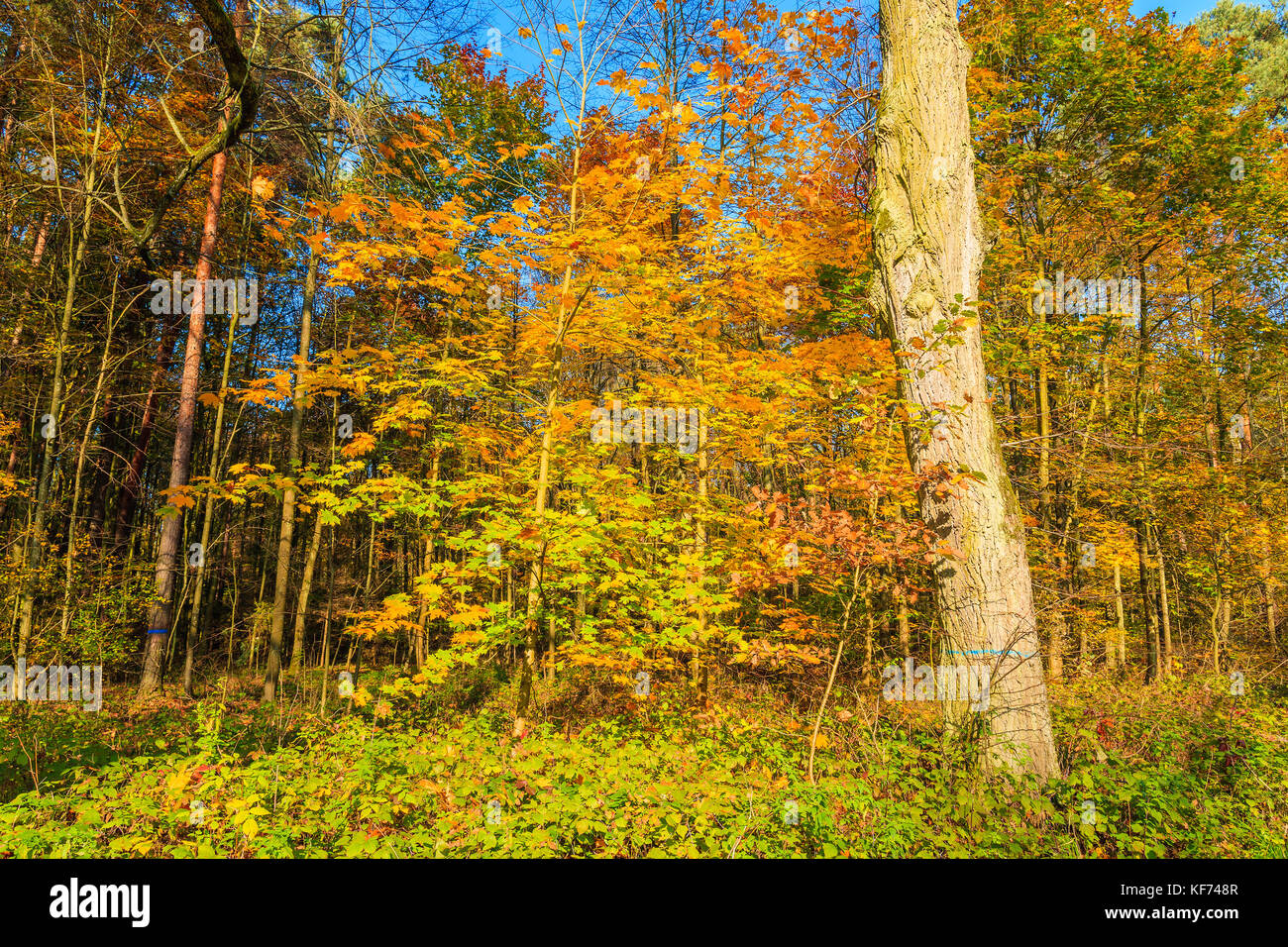 Alberi con colore giallo foglie nel bosco durante la stagione autunnale, Polonia Foto Stock