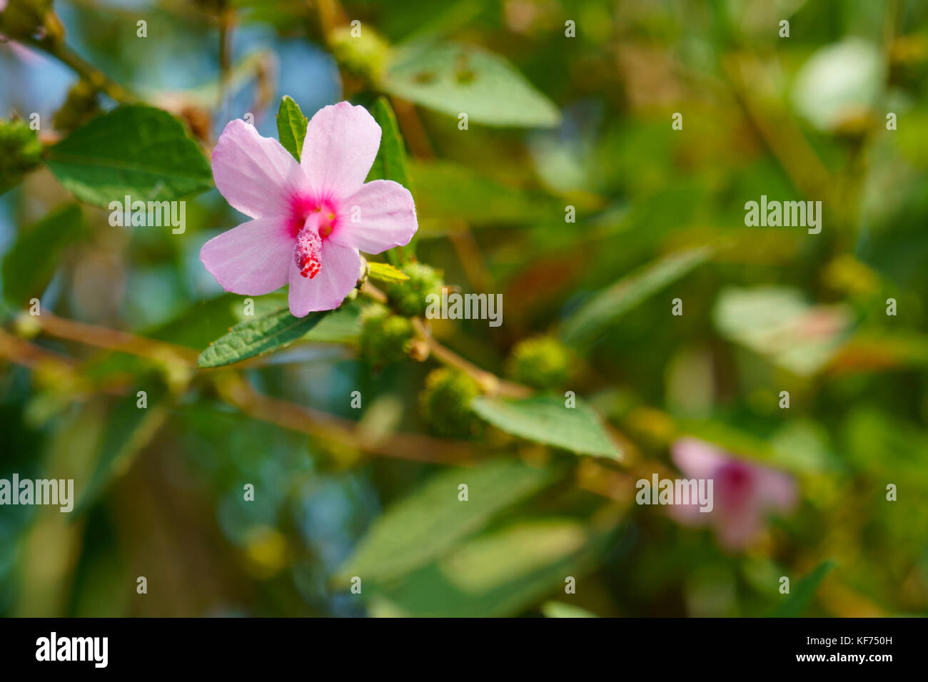 Bellissimi fiori della campagna. cui Urena lobata Foto Stock