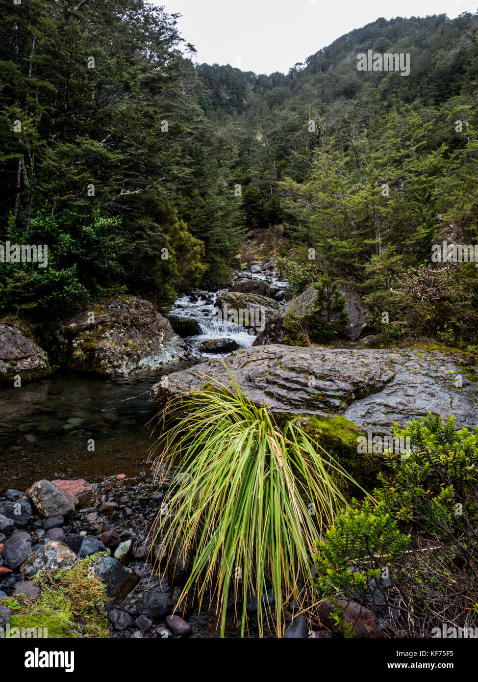 Flusso mangateitei, mt ruapehu, parco nazionale di Tongariro, Nuova Zelanda Foto Stock