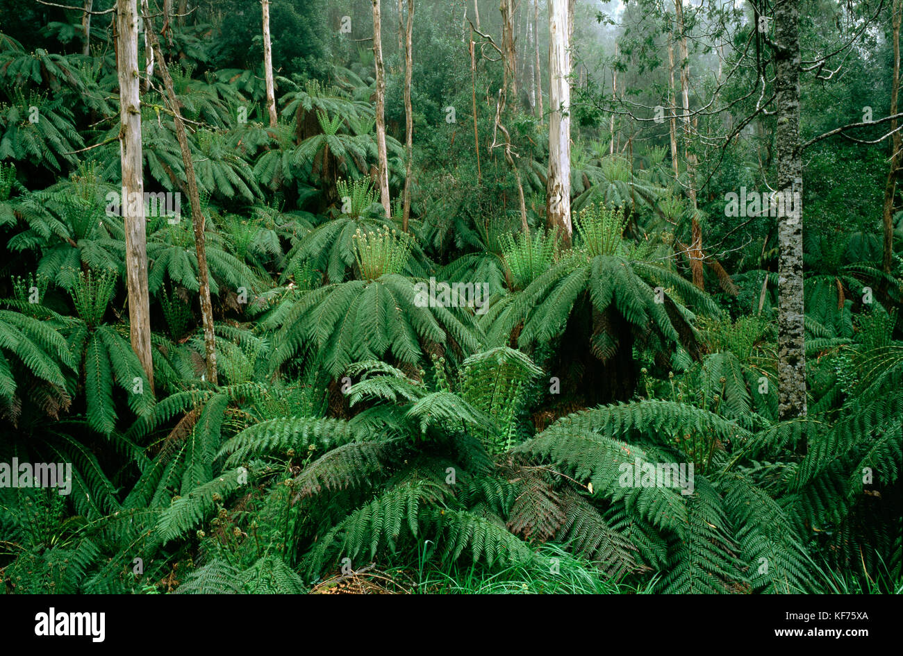 Felci di alberi molli (Dicksonia antartide), in umido foresta di sclerofilla sottostruttura. Errinundra National Park, East Gippsland, Victoria, Australia Foto Stock