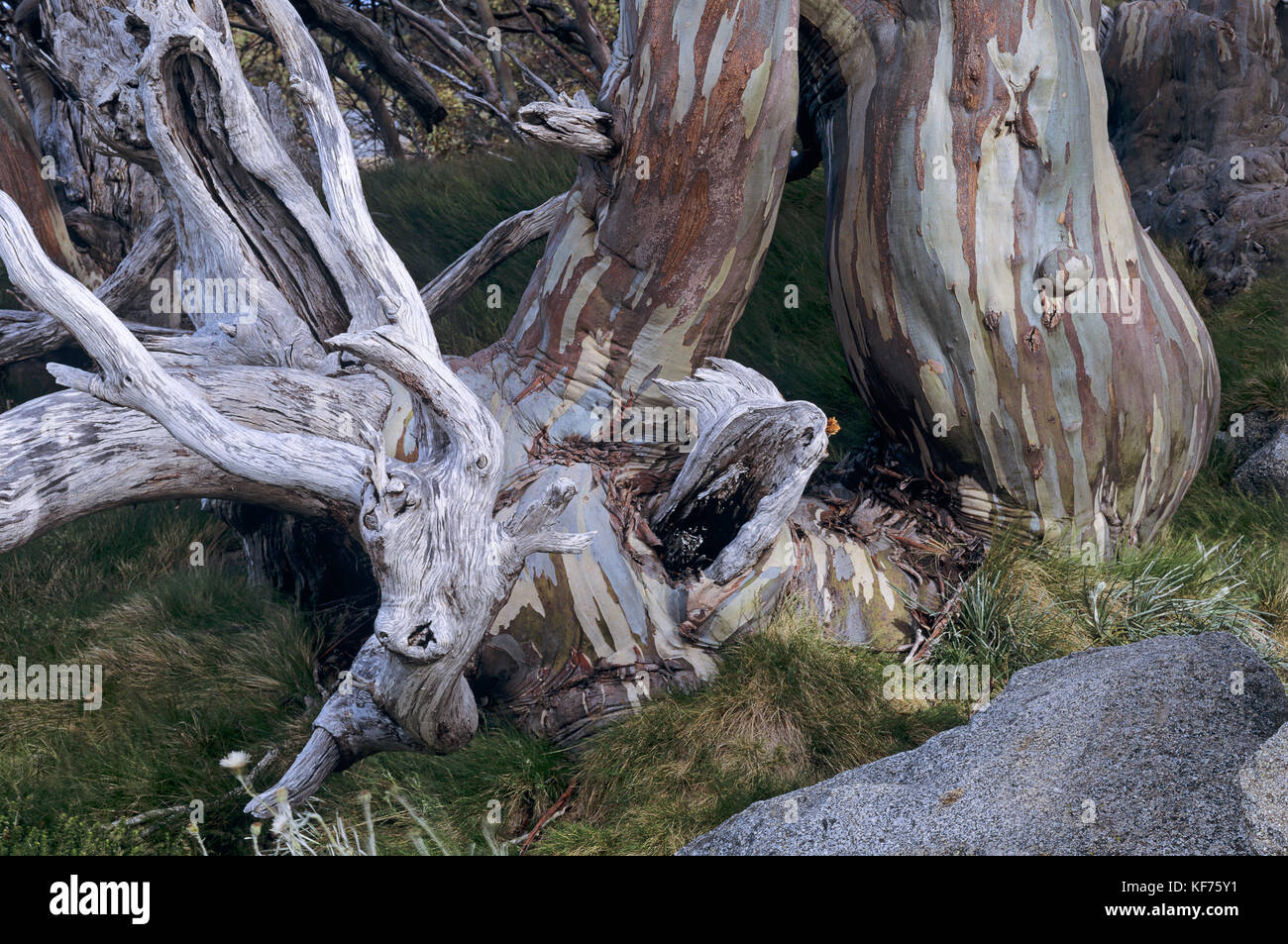 Gomma da neve (Eucalyptus paucciflora), tronco. Kosciuszko National Park, nuovo Galles del Sud, Australia Foto Stock