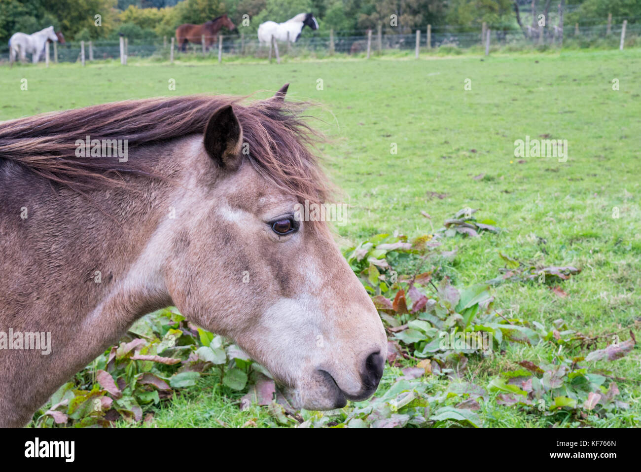 Un delicato grigio testa di cavalli che è venuto a lato della strada e altri cavalli può essere visto nel retro di massa. Foto Stock