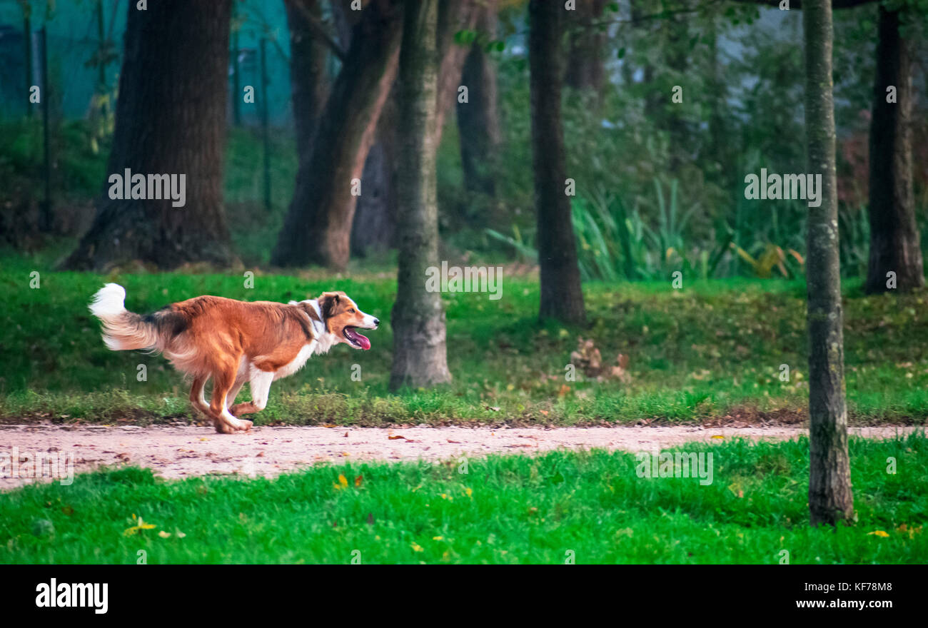 Un cane (collie) in esecuzione nella foresta parco gratuito Foto Stock