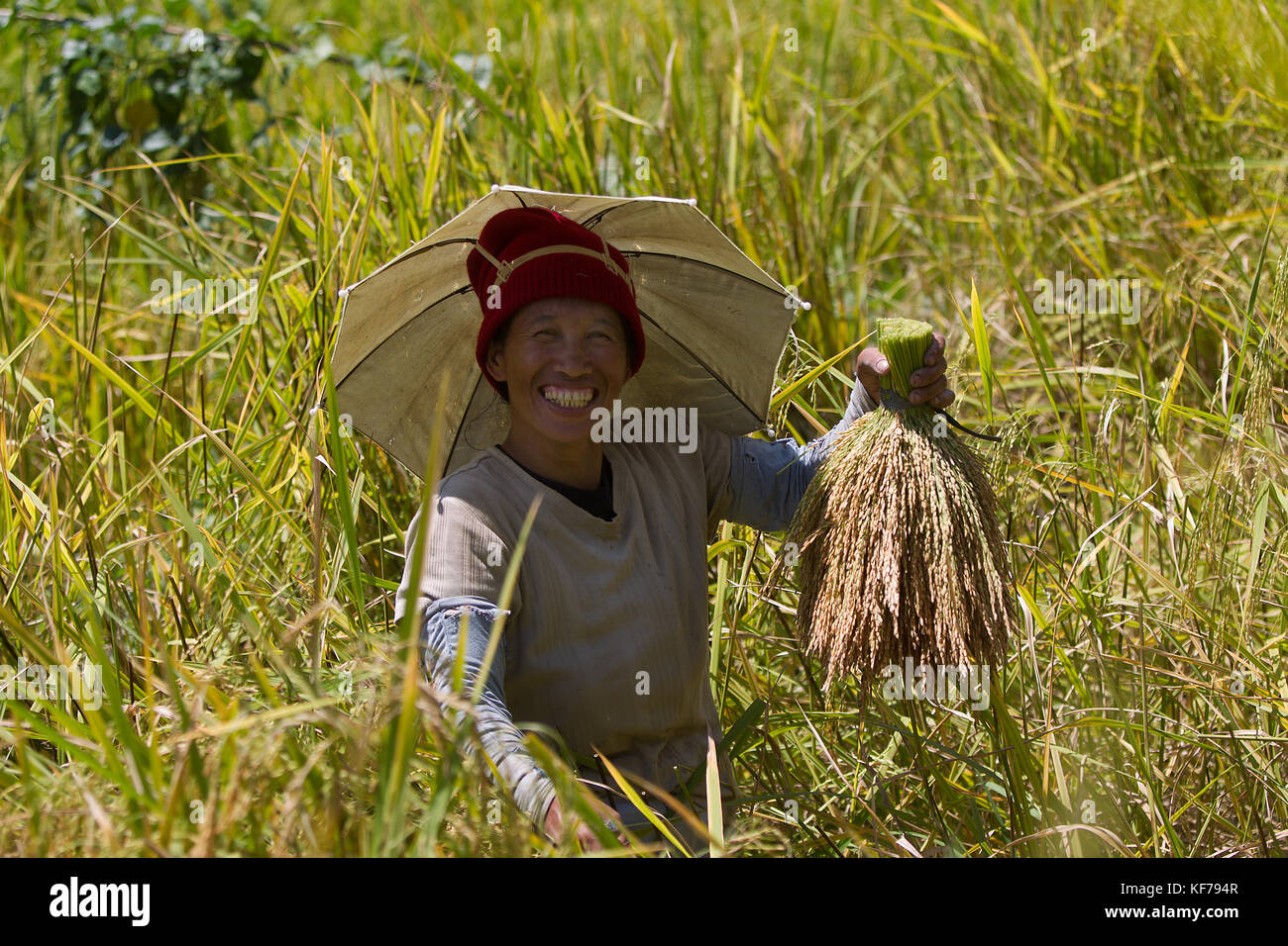 Raccolto di riso cerimonia tenutasi nel Cordilerras,Nothern Luzon area del Hapao terrazze di riso,Banaue. Foto Stock