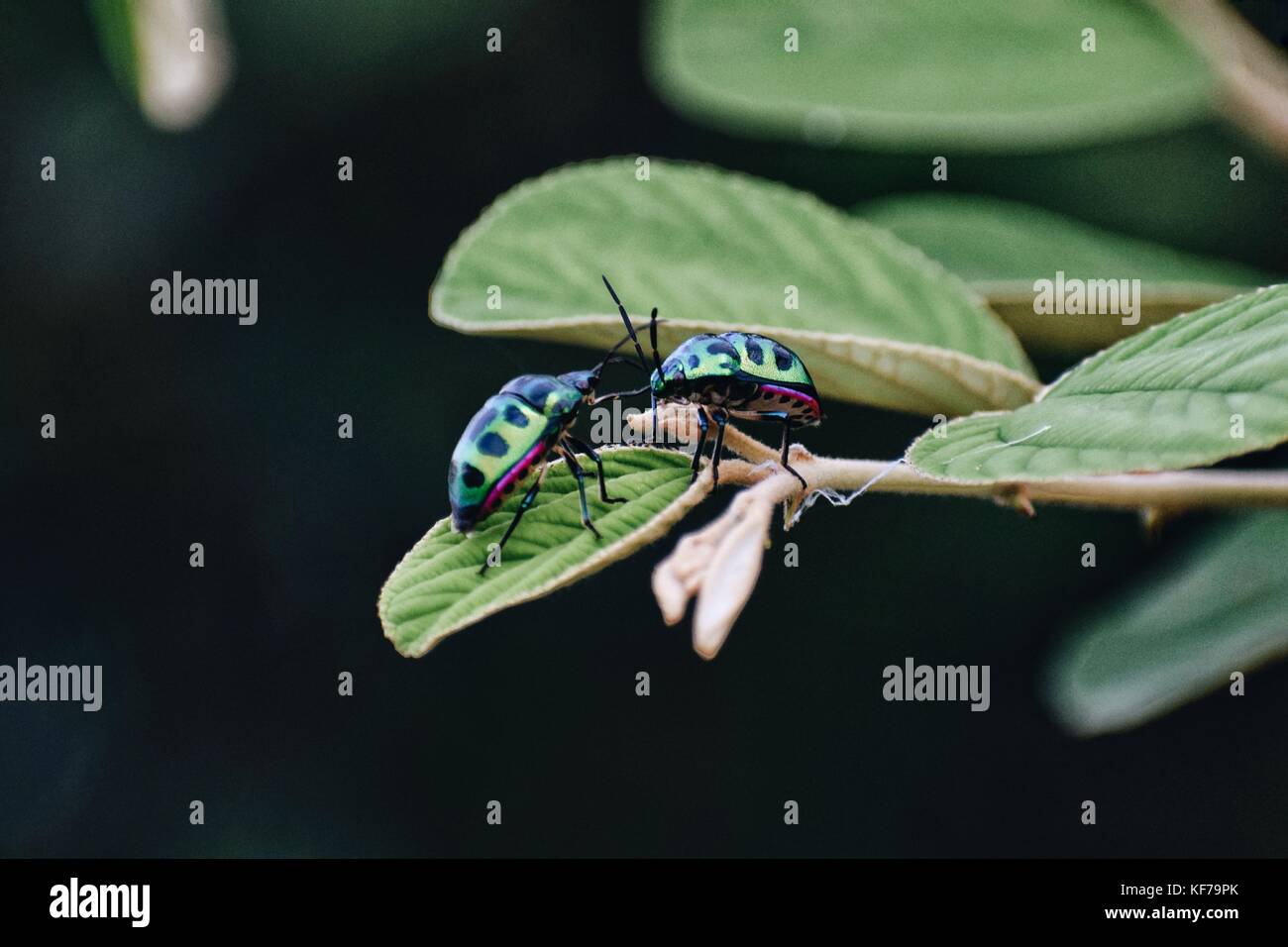 amore bug Foto Stock
