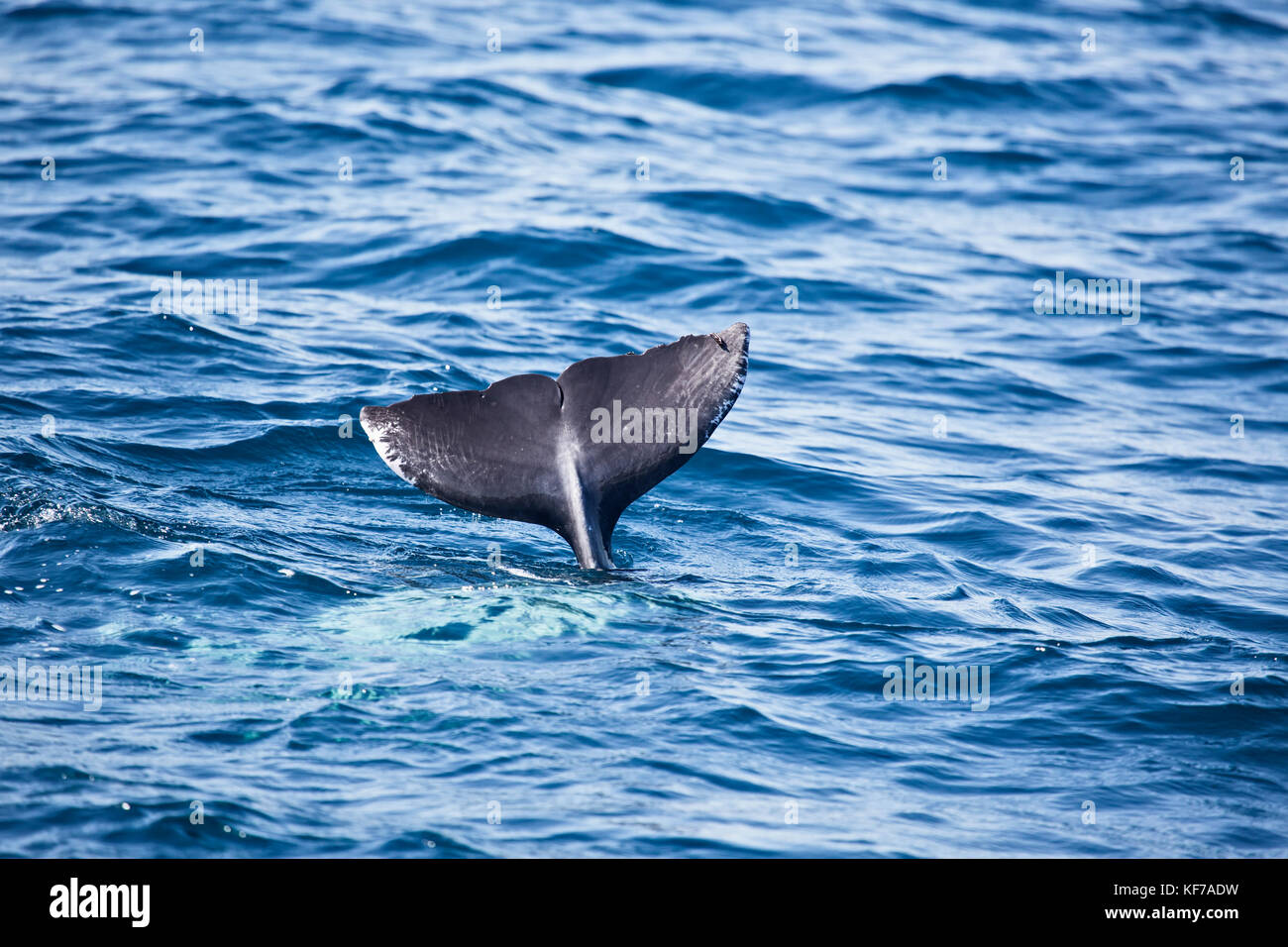 Aletta posteriore di delfin provenienti dal mare Foto Stock