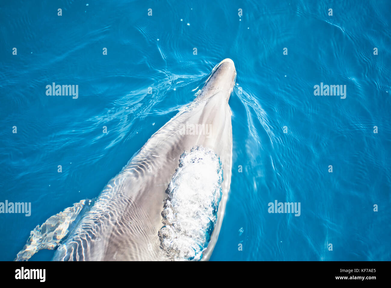 Muso di delfin scivolare nell'acqua Foto Stock