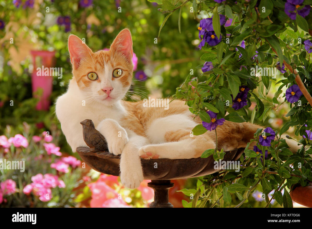 Il gatto domestico, Rosso tabby bianco, seduti in giardino Foto Stock
