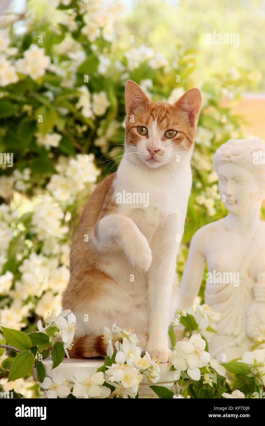 Il gatto domestico, Rosso tabby bianco, seduti in giardino Foto Stock