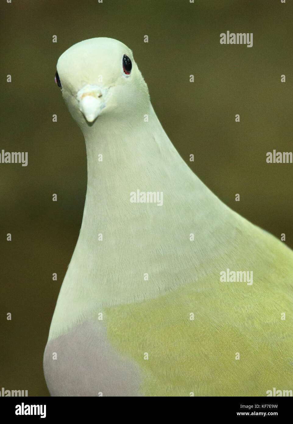Un ritratto di un Bruce Green Pigeon peering nel. Foto Stock