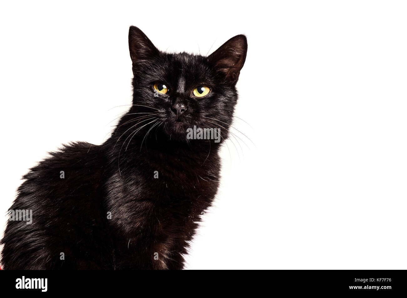 Gatto nero seduto e guardando la telecamera, isolato su bianco Foto Stock