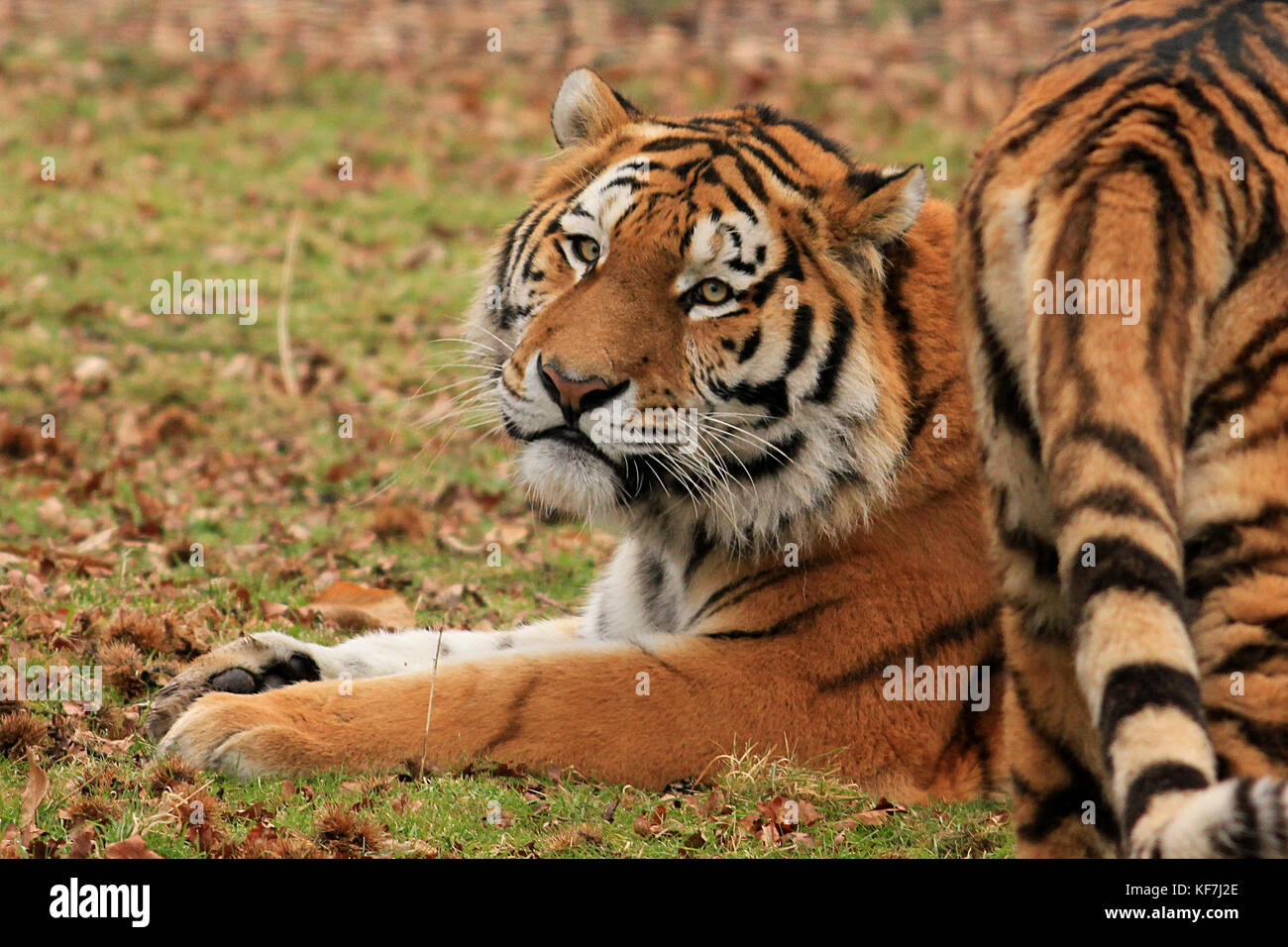Siberian (Amur) Tigri (Panthera tigris altaica) in un parco safari nel Regno Unito Foto Stock