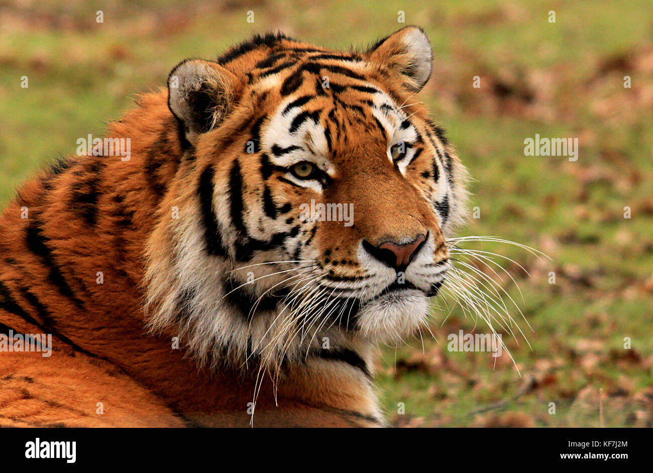 Siberian (Amur) Tiger (Panthera tigris altaica) in un parco safari nel Regno Unito Foto Stock