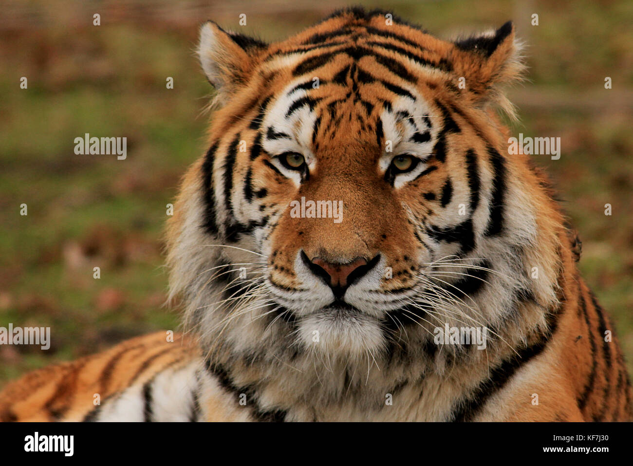 Siberian (Amur) Tiger (Panthera tigris altaica) in un parco safari nel Regno Unito Foto Stock