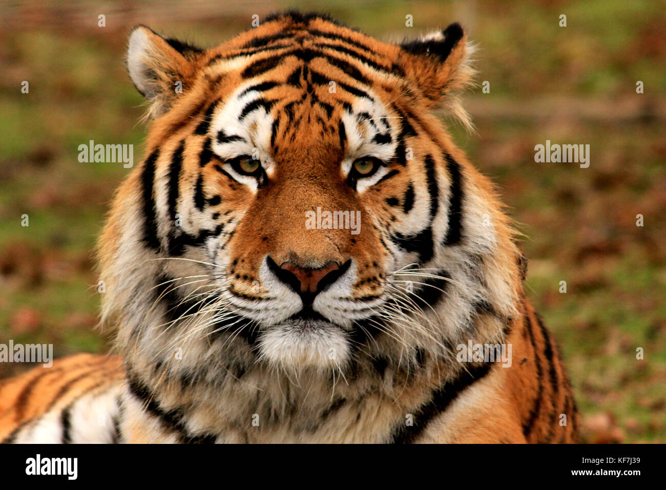 Siberian (Amur) Tiger (Panthera tigris altaica) ritratto in un parco safari nel Regno Unito Foto Stock