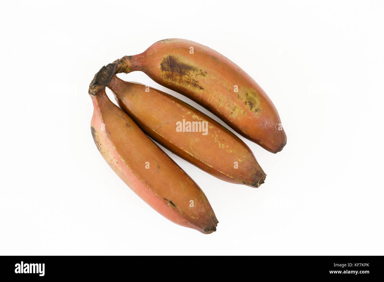 Banane Rosso - 'Rosso' Dacca (Musa acuminata) Foto Stock
