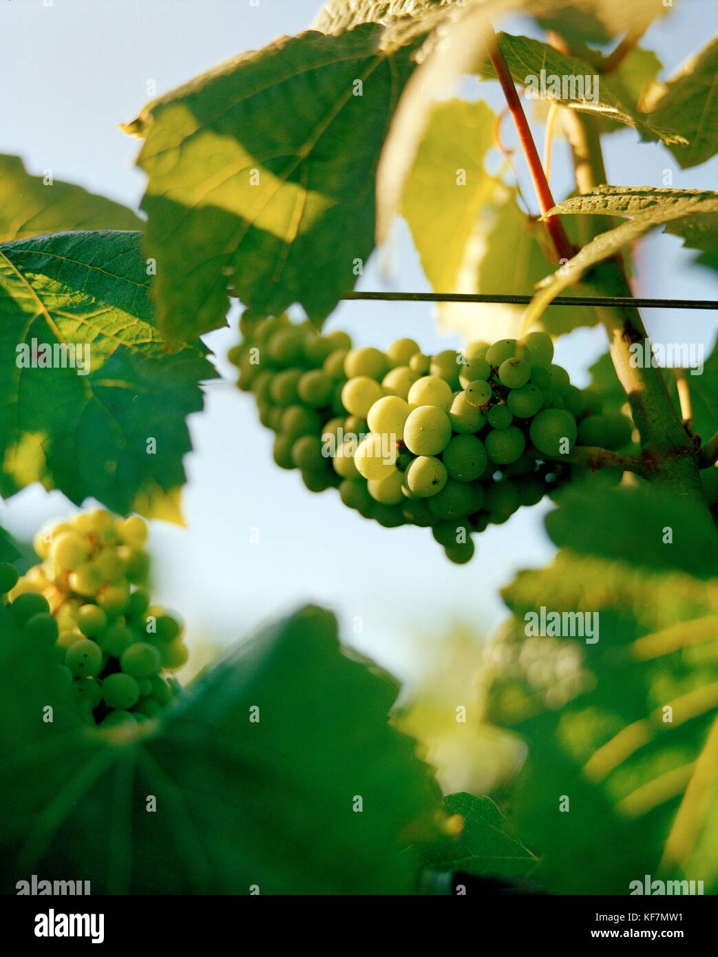 Stati Uniti, California, Sonoma, uve chardonnay sui vitigni, ritchie chardonnay vigneto, Sonoma County Foto Stock